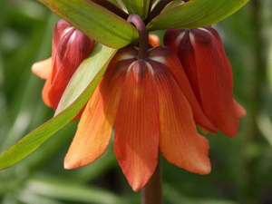 لاله واژگون